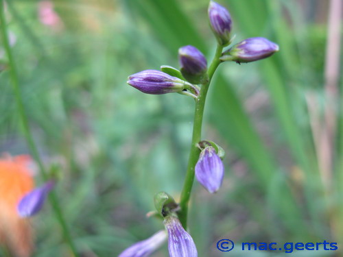 Hosta 'Paradise Sunset'